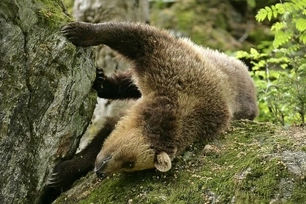 Brown Bear young one rolling around playfully on a rock Bavaria, Europe