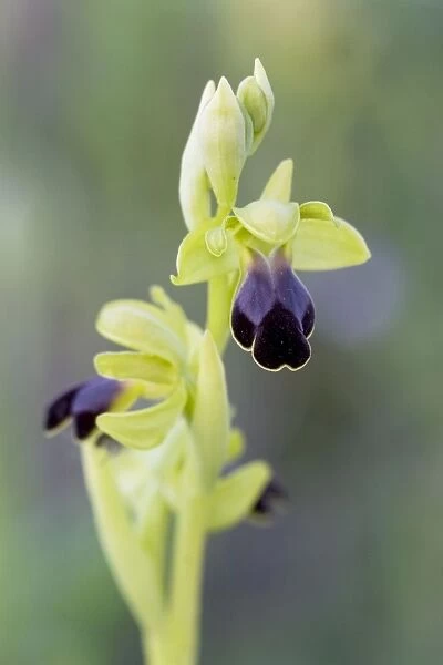 Brown Bee Orchid