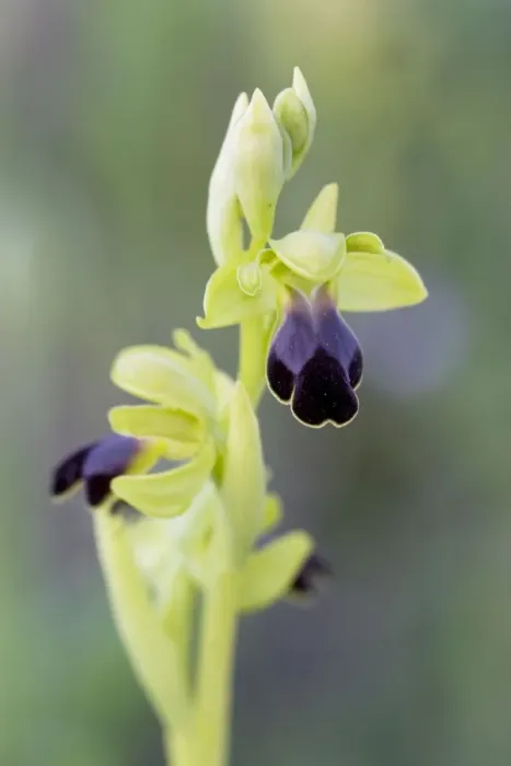 Framed Print : Brown Bee Orchid Framed Print : Brown Bee Orchid