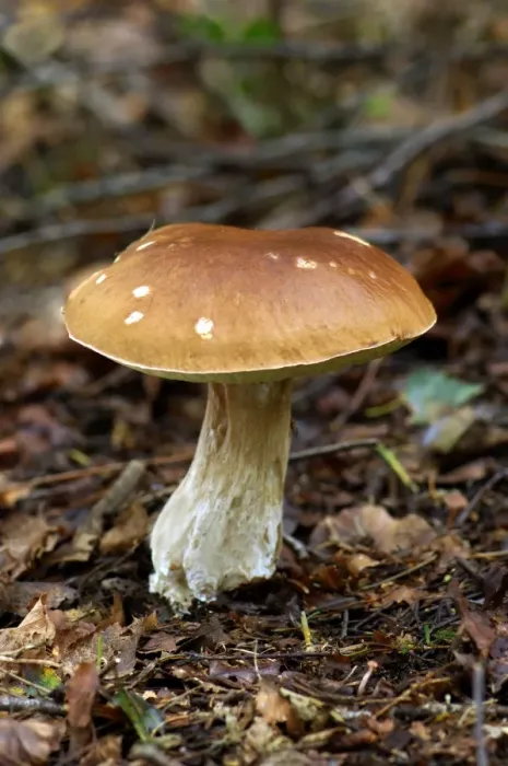 Framed Print : The Brown Birch Bolete is quite common in birch woodland during summer to autumn season. It is edible but not worthwhile