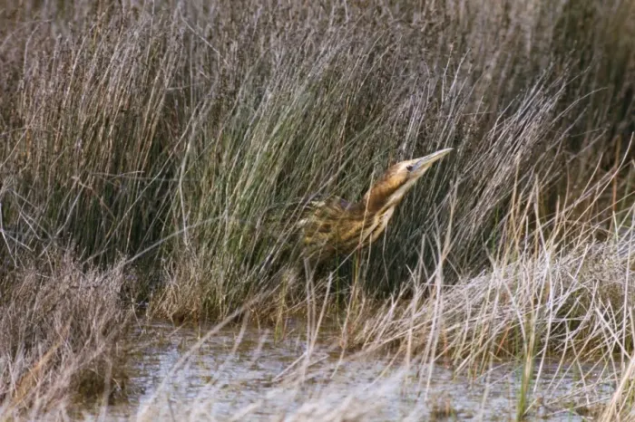 Framed Print : Brown Bittern Australia Framed Print : Brown Bittern Australia