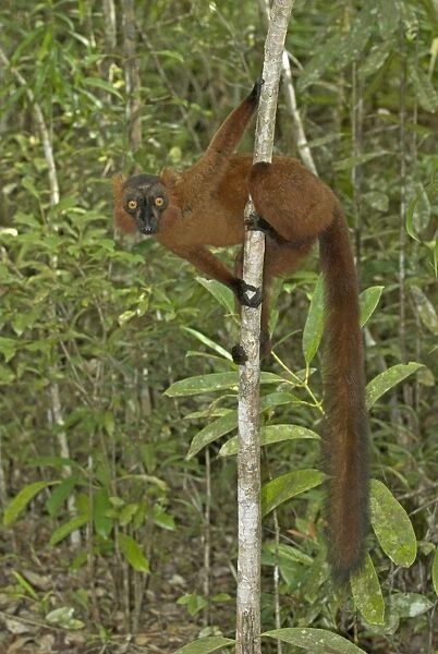 Brown and Black crossed Lemur - In tree Madagascar