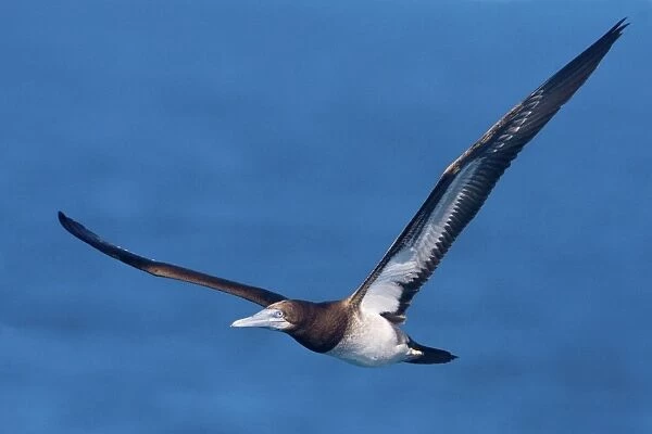 Brown Booby - In flight - near West Island in the Lacepedes, Kimberley coast, Western Australia