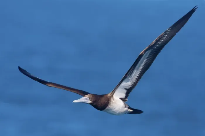 Framed Print : Brown Booby - In flight - near West Island in the Lacepedes, Kimberley coast, Western Australia Framed Print : Brown Booby - In flight - near West Island in the Lacepedes, Kimberley coast, Western Australia