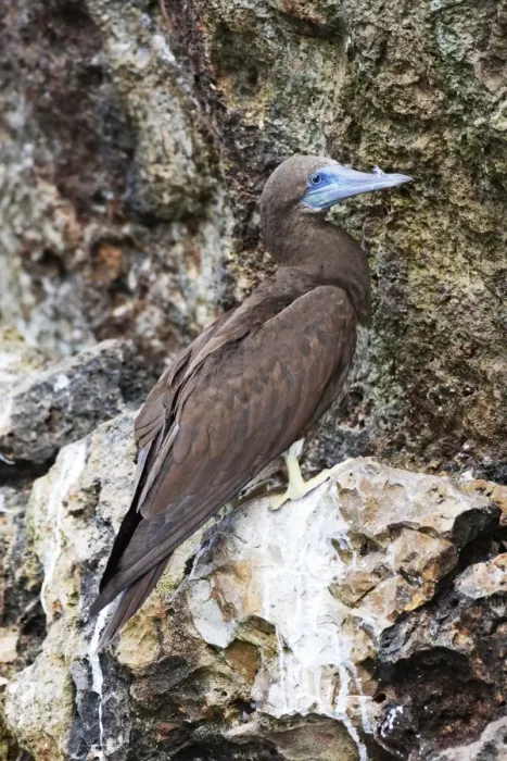 Framed Print : Brown Booby. Immature. A large seabird in the gannet family, Sulidae. Nayarit Mexico in April Framed Print : Brown Booby. Immature. A large seabird in the gannet family, Sulidae. Nayarit Mexico in April
