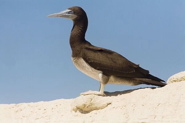 Brown Booby - Immature - West Island in the Lacepedes, Kimberley coast, Western Australia