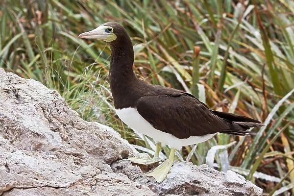 Brown Booby. A large seabird in the gannet family, Sulidae. Nayarit Mexico in April