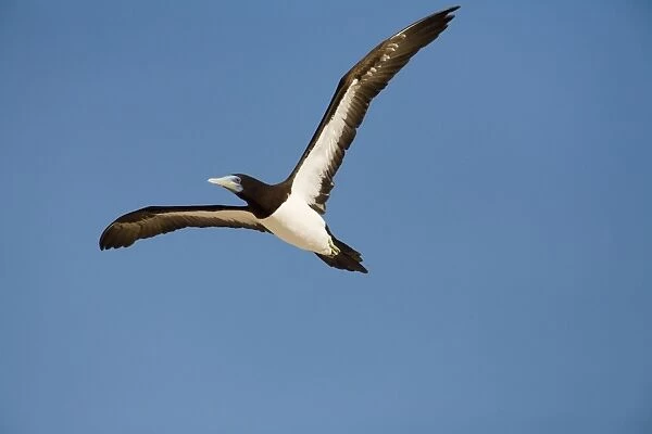 Brown Booby A tropical marine species common along the northern coast of Australia. At the Lacepede Islands off the Kimberley coast, northern Western Australia