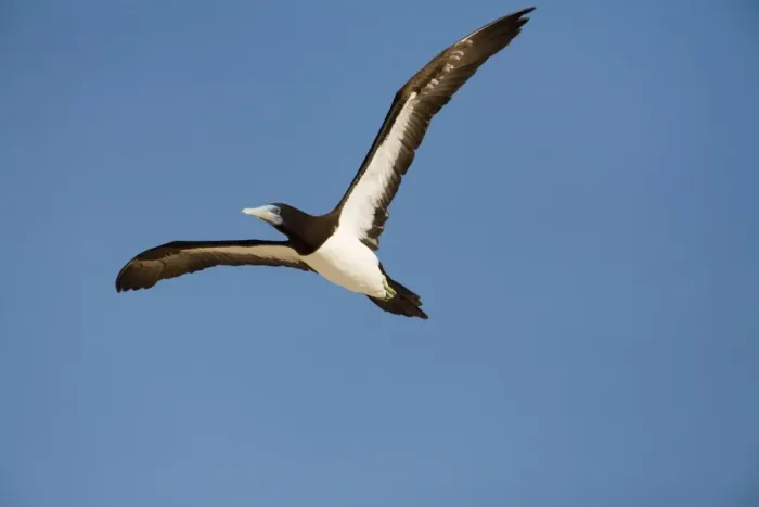 Framed Print : Brown Booby A tropical marine species common along the northern coast of Australia. At the Lacepede Islands off the Kimberley coast, northern Western Australia