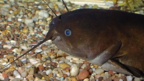 Brown Bullhead  /  Catfish - freshwaters, North America, introduced to various other countries