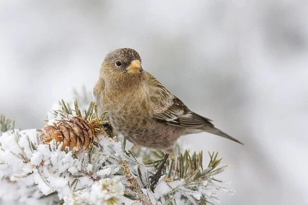 Brown-capped Rosy-Finch. Sandia Crest, New Mexico in February