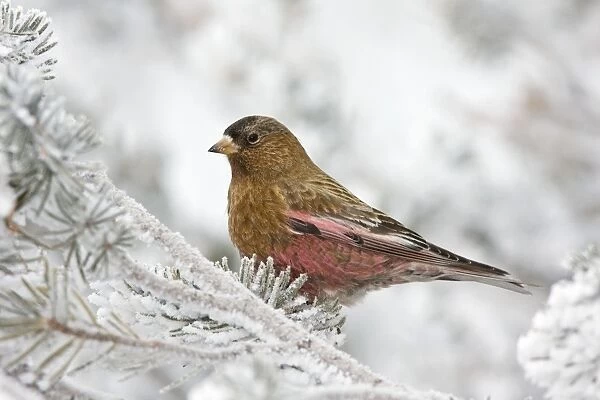 Brown-capped Rosy-Finch. Sandia Crest, New Mexico in February