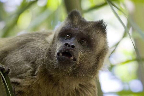Brown Capuchin Monkey - Pantanal - Brazil