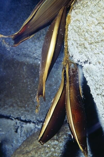 Brown Cat Shark - egg cases, deep water. Monterey Bay, California, USA
