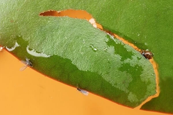 Brown china mark moth caterpillar cuts out new case from lily leaf
