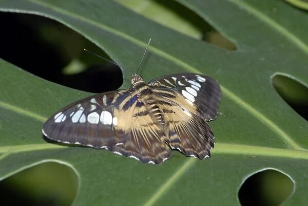 Brown Clipper Butterflies - resting on leaf