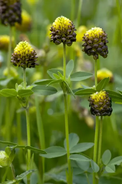 Framed Print : Brown Clover - in flower in old hay meadow - Swiss Alps Framed Print : Brown Clover - in flower in old hay meadow - Swiss Alps