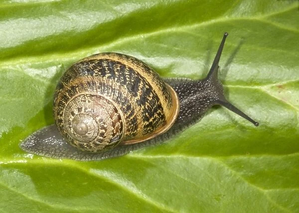 Brown Common Garden Snail - Crawling over leaf Location: UK garden