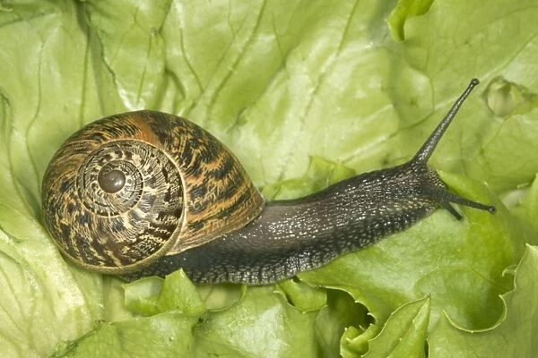 Brown Common Garden Snail - Side view with perfect shell, on lettuce UK garden