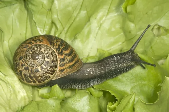 Framed Print : Brown Common Garden Snail - Side view with perfect shell, on lettuce UK garden Framed Print : Brown Common Garden Snail - Side view with perfect shell, on lettuce UK garden