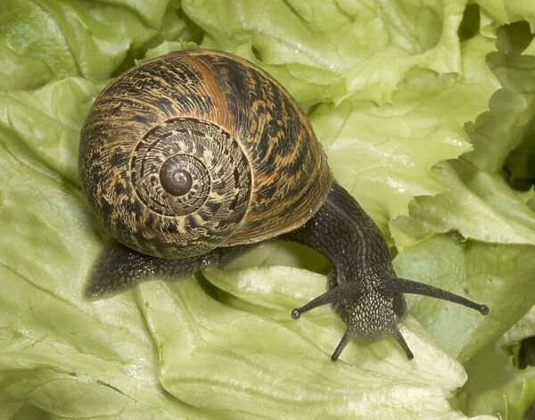 Brown Common Garden Snail - Side view with perfect shell, on lettuce UK garden
