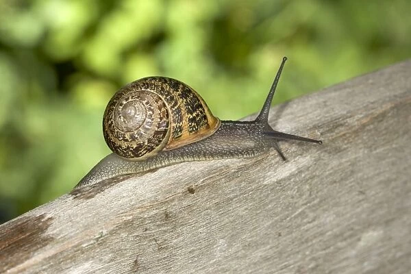 Brown Common Garden Snail - On wooden fence Location: UK garden