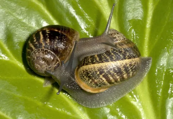 Framed Print : Brown Common Garden Snails - Mating pair UK garden Framed Print : Brown Common Garden Snails - Mating pair UK garden