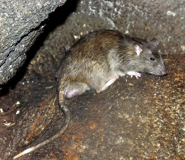 Brown  /  Common  /  Norway Rat - adult male with descended testes for breeding