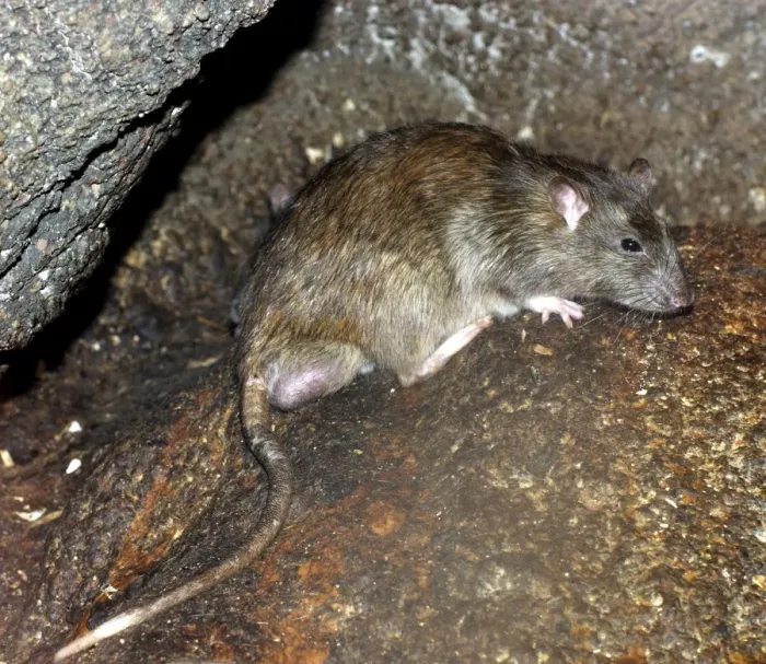 Framed Print : Brown / Common / Norway Rat - adult male with descended testes for breeding Framed Print : Brown / Common / Norway Rat - adult male with descended testes for breeding