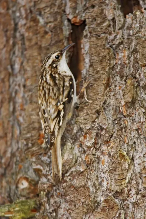 Framed Print : Brown Creeper