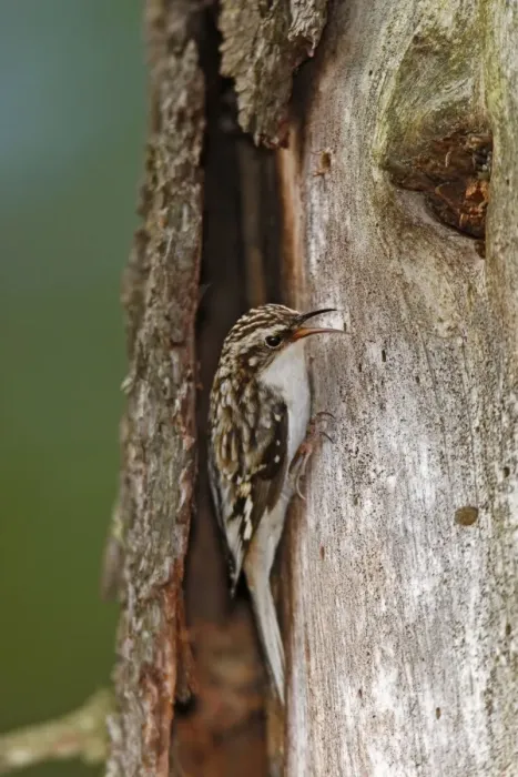 Framed Print : Brown Creeper Framed Print : Brown Creeper