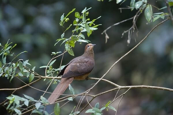 Brown Cuckoo-Dove  / Brown Pigeon  /  Pheasant Pigeon - in a clearing in rainforest - Malanda - north Queensland - Australia. Distribution: eastern Australia and from Indonesia to the Philippines
