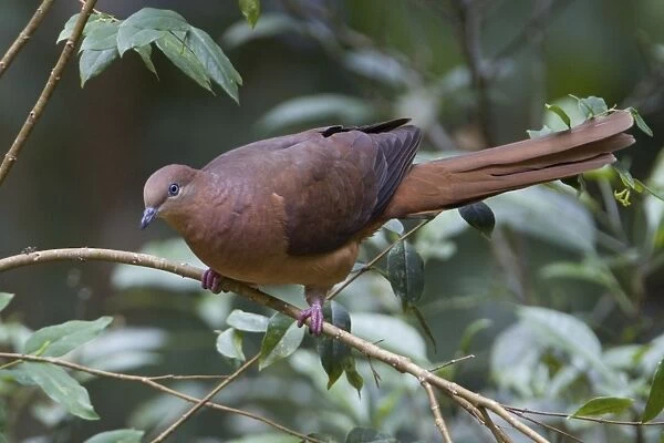 Brown Cuckoo-Dove  / Brown Pigeon  /  Pheasant Pigeon - in a clearing in rainforest - Malanda - north Queensland - Australia. Distribution: eastern Australia and from Indonesia to the Philippines