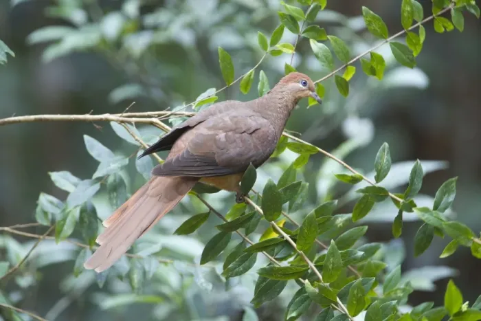 Framed Print : Brown Cuckoo-Dove / Brown Pigeon / Pheasant Pigeon - in a clearing in rainforest, Malanda, north Queensland, Australia. Distribution: eastern Australia and from Indonesia to the Philippines Framed Print : Brown Cuckoo-Dove / Brown Pigeon / Pheasant Pigeon - in a clearing in rainforest, Malanda, north Queensland, Australia. Distribution: eastern Australia and from Indonesia to the Philippines