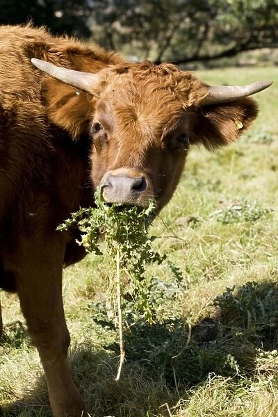 Brown Dexter Cow eating thistles in field Cotswolds UK