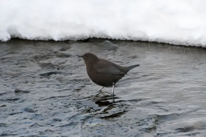 Framed Print : Brown Dipper - standing in water - snow in background - Hokkaido Island - Japan Framed Print : Brown Dipper - standing in water - snow in background - Hokkaido Island - Japan