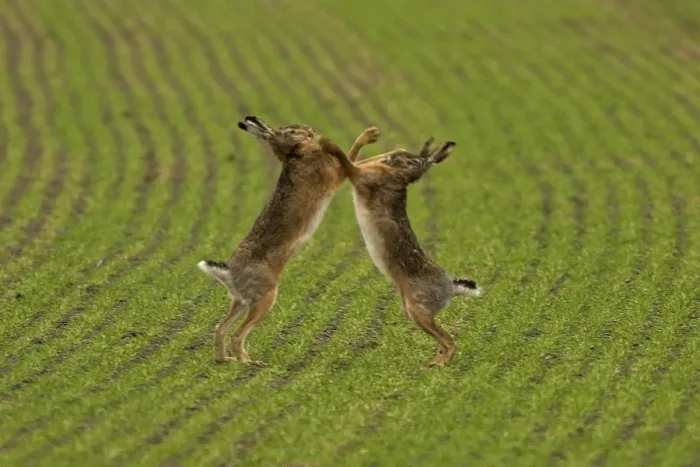 Framed Print : Brown / European Hare - Boxing in mating season, Austria Framed Print : Brown / European Hare - Boxing in mating season, Austria