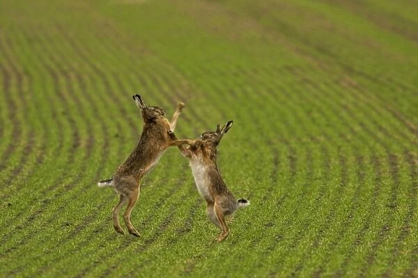 Brown  /  European Hare - Boxing in mating season, Austria