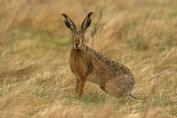 Brown  /  European Hare - Sitting in field, Austria