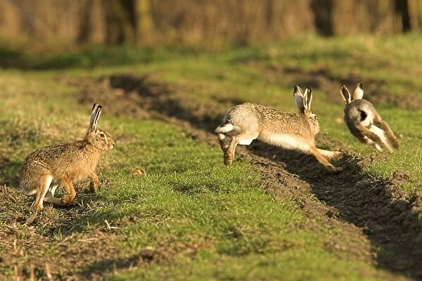 Brown  /  European Hares - Running through field, Austria