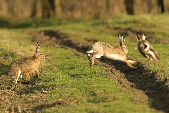 Framed Print : Brown / European Hares - Running through field, Austria Framed Print : Brown / European Hares - Running through field, Austria
