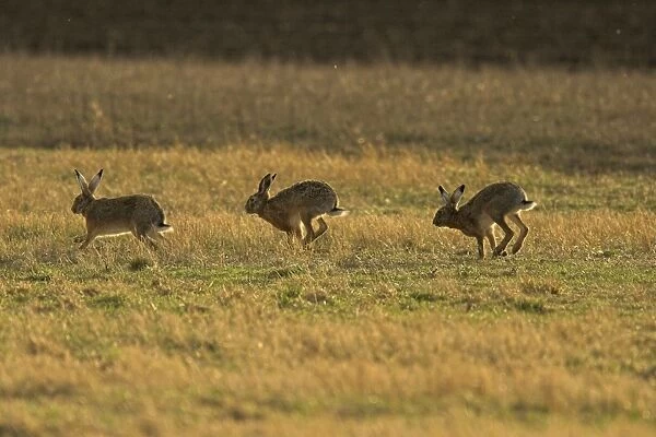 Brown  /  European Hares - Running through field, Austria