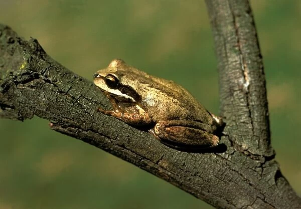 Brown or Ewings treefrog