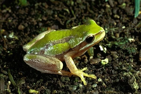Brown  /  Ewings treefrog