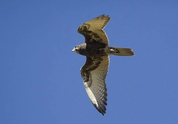 Brown Falcon - in flight - in open country 50km north of Ti Tree - Northern Territory - Australia