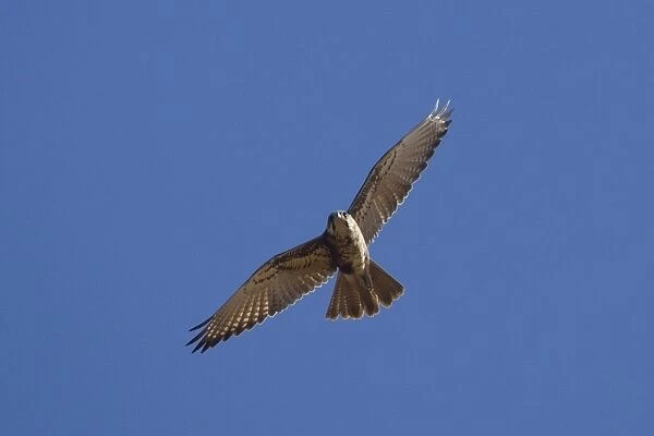 Brown Falcon - in flight - at Ti Tree Community, north of Alice Springs, Northern Territory, Australia