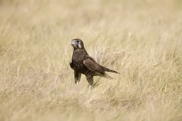 Framed Print : Brown Falcon in grass This bird had dropped to the ground after prey. On Roebuck Plains near Broome, Western Auistralia Framed Print : Brown Falcon in grass This bird had dropped to the ground after prey. On Roebuck Plains near Broome, Western Auistralia