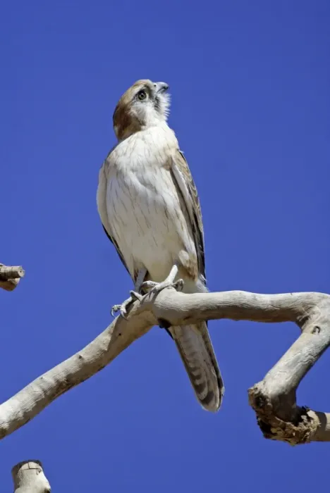 Framed Print : Brown Falcon - looking up into sky Near Alice Springs, Nthn Territory, Australia Framed Print : Brown Falcon - looking up into sky Near Alice Springs, Nthn Territory, Australia