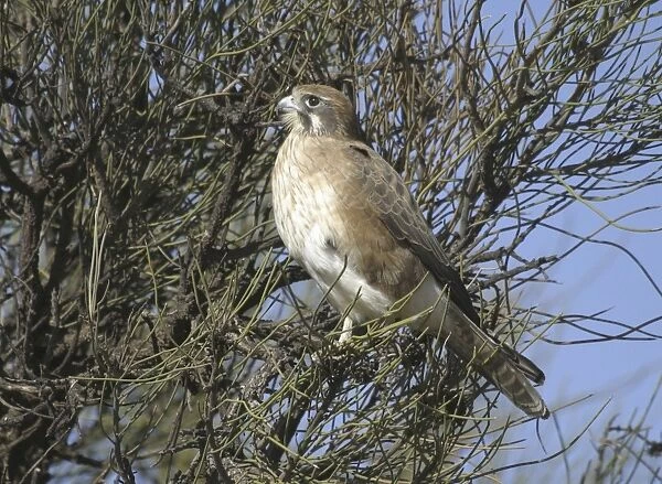 Brown Falcon - Near Alice Springs, N. T. Australia