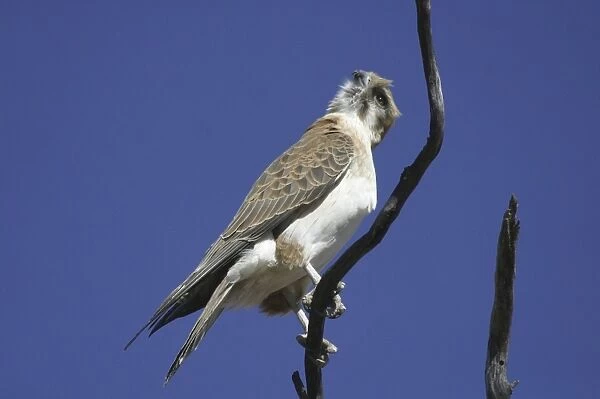 Brown Falcon - Near Alice Springs Nthn Territory, Australia